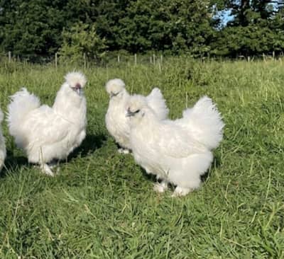White Silkie Trio Set Fancy Hens For sale