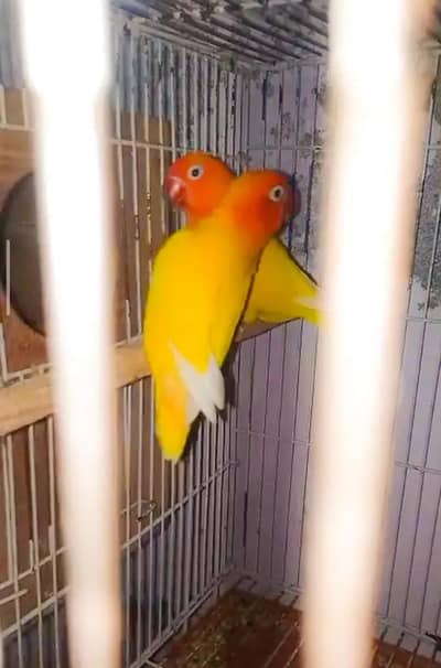 love birds pair