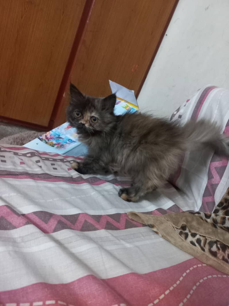 persians 3