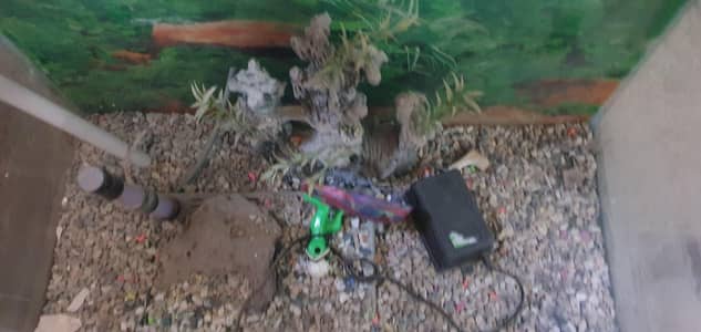 FISH AQURIAM