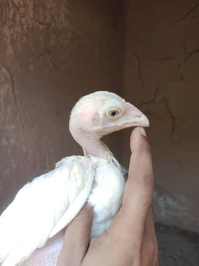 Aseel Heera chicks