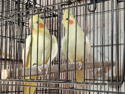cocktail parots