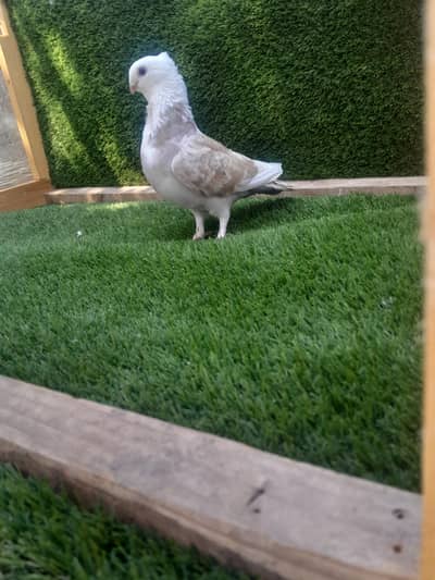 sentinent breder female for sale