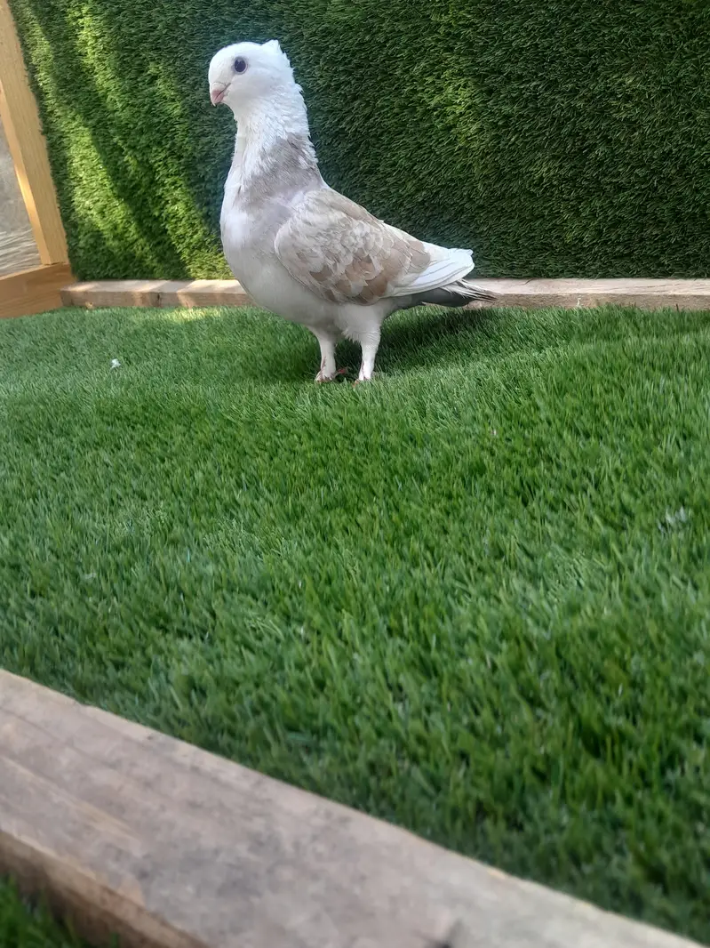 sentinent breder female for sale — photo 2