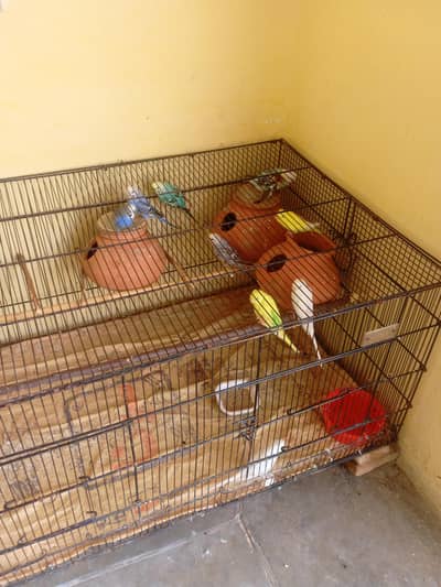 parrot cage