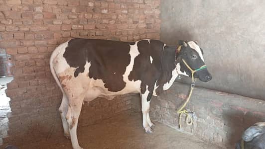 cow for sale