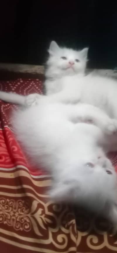 Triple Coat Persian Kitten | Blue Eyes | Kittens |Punch face|