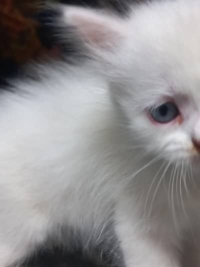 Triple Coat Persian Kitten | Blue Eyes | Kittens |Punch face|