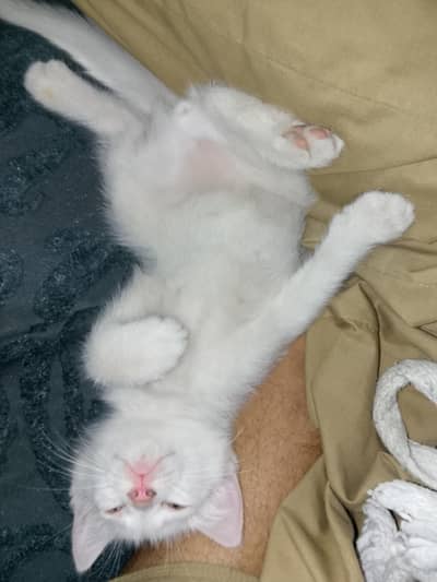 Persian kitten health or lovely