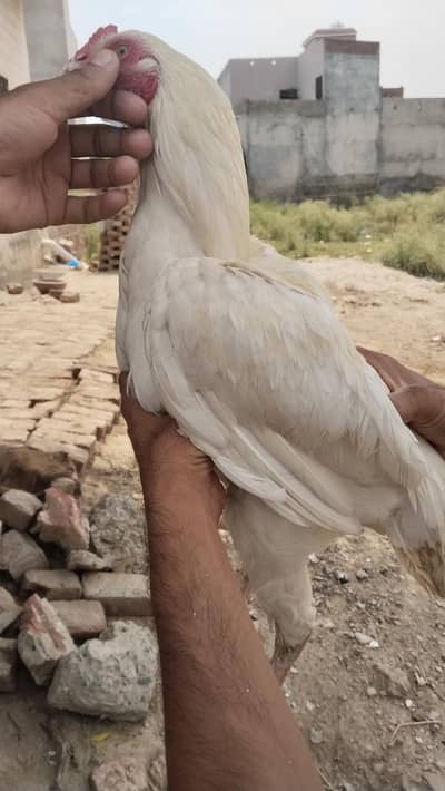 Heera Aseel petha four sale