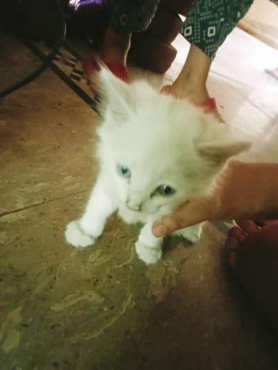 2 cat