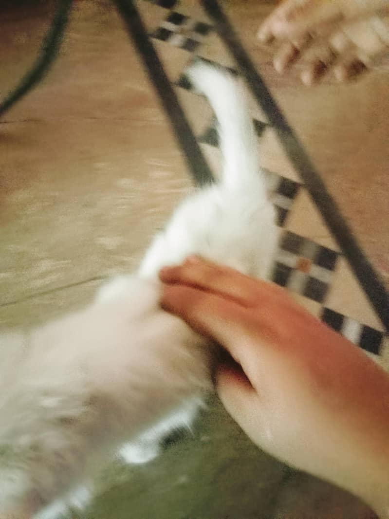 2 cat 1