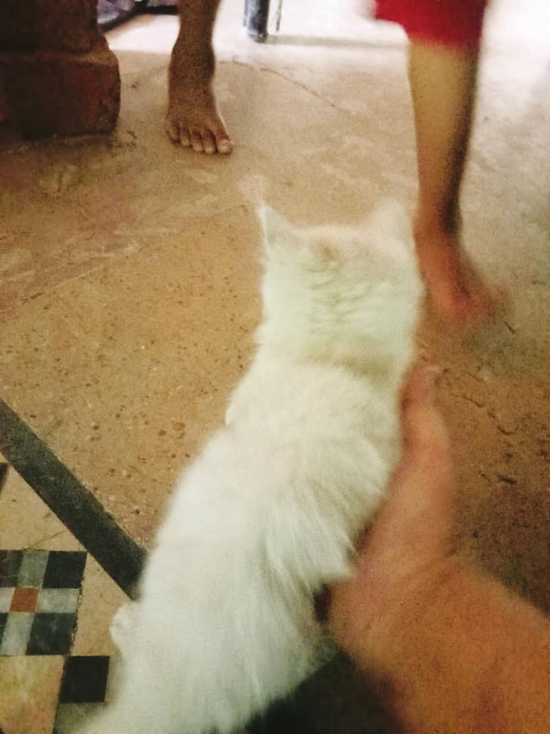 2 cat 2