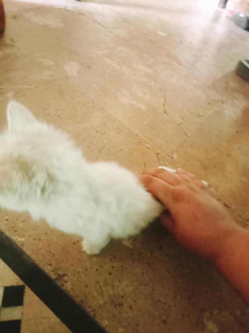 2 cat 3