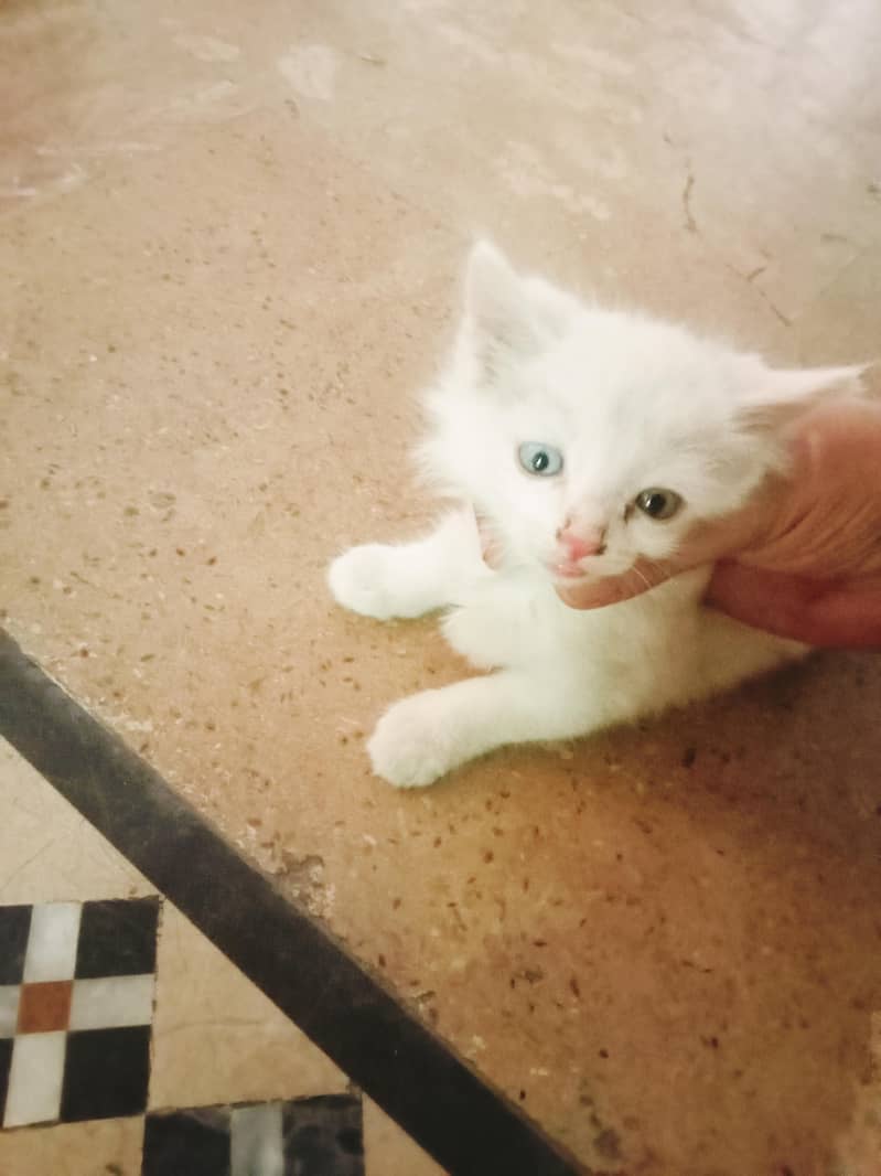 2 cat 4