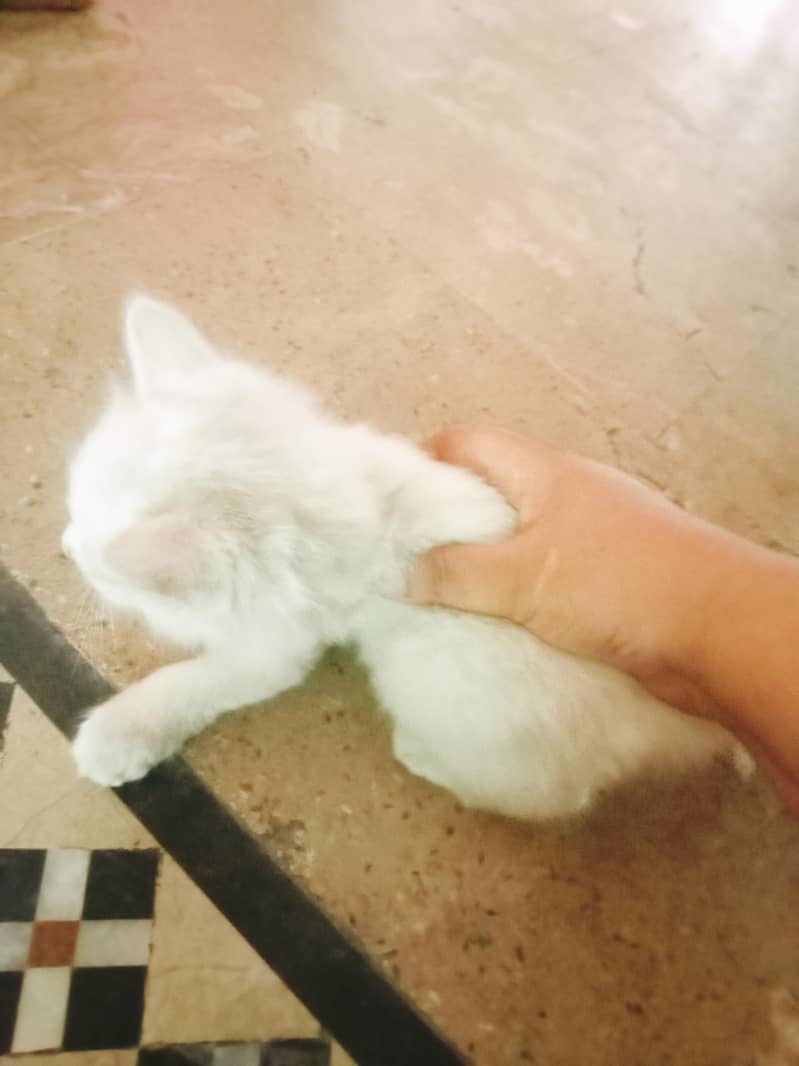 2 cat 5