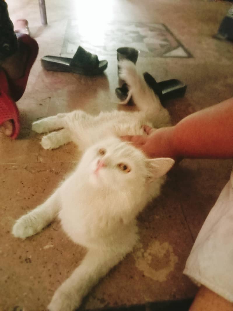 2 cat 6