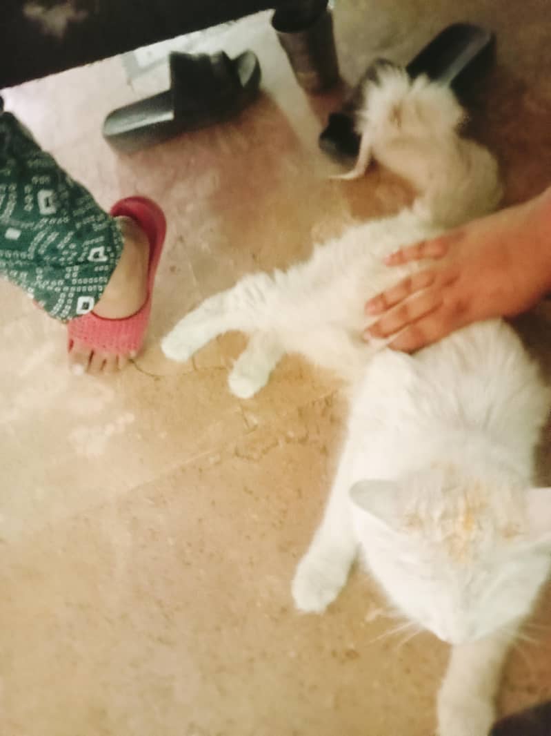 2 cat 7