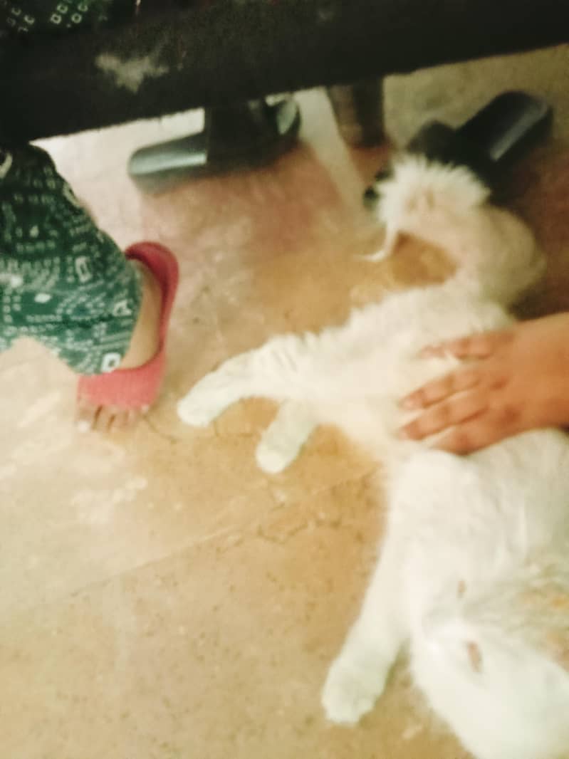 2 cat 8