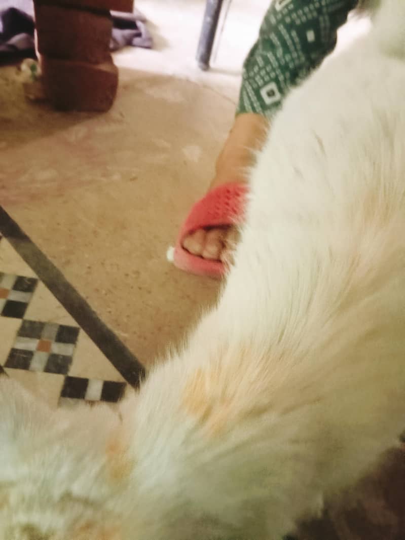 2 cat 10