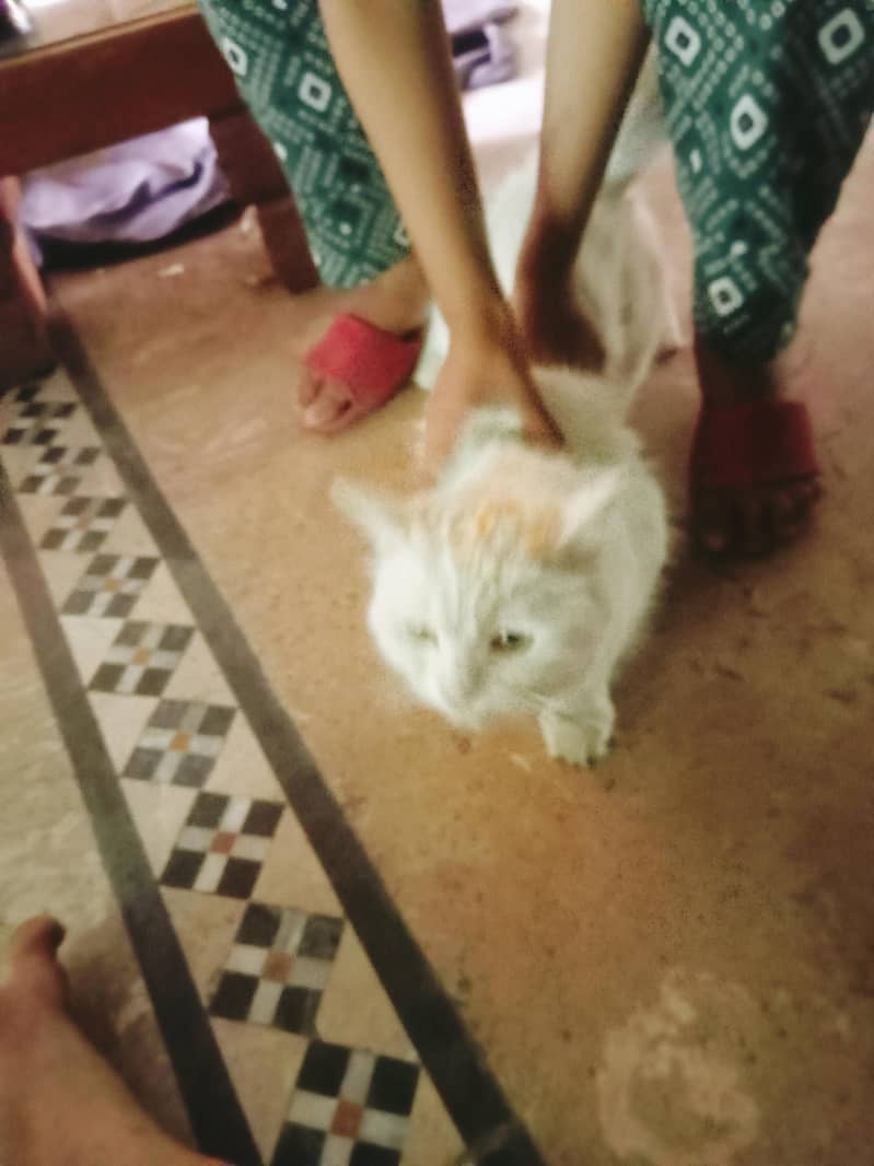 2 cat 11