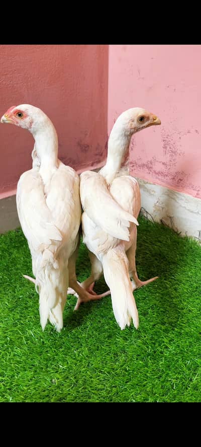 white herra aseel