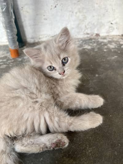 Triple coated persion kitten