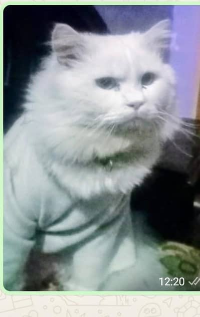 missing male cat