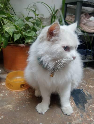 Persian Male cat for sale