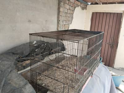 3000 double portion cage for birds