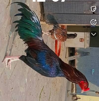 home breed for sale