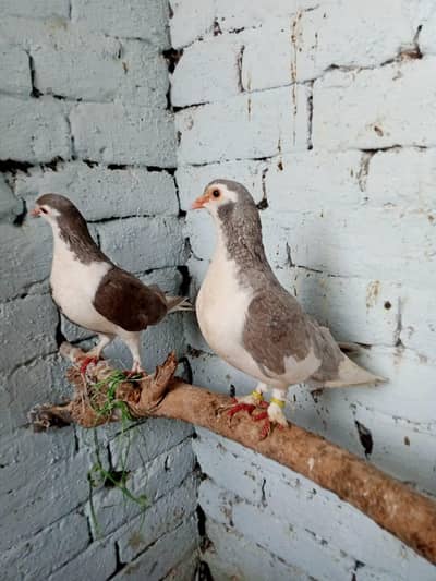 silver sherazi breeder pair male gandadar h