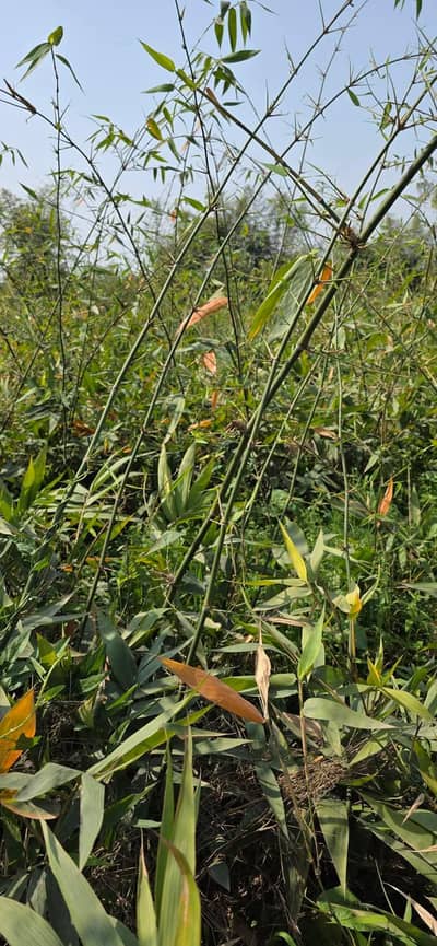 bamboo plants
