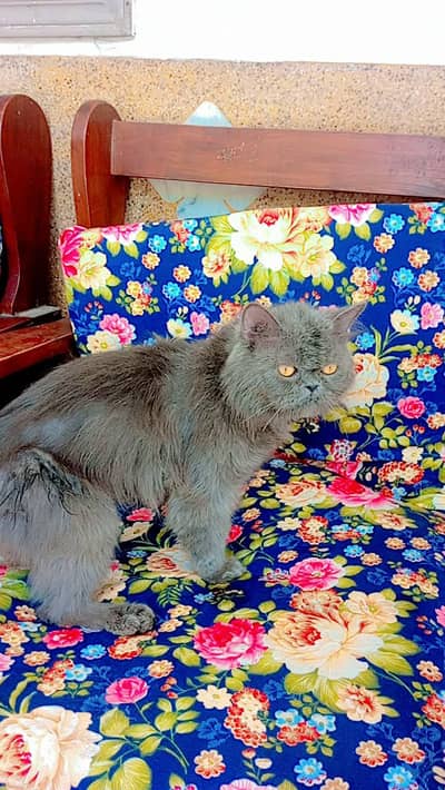 Persian cat