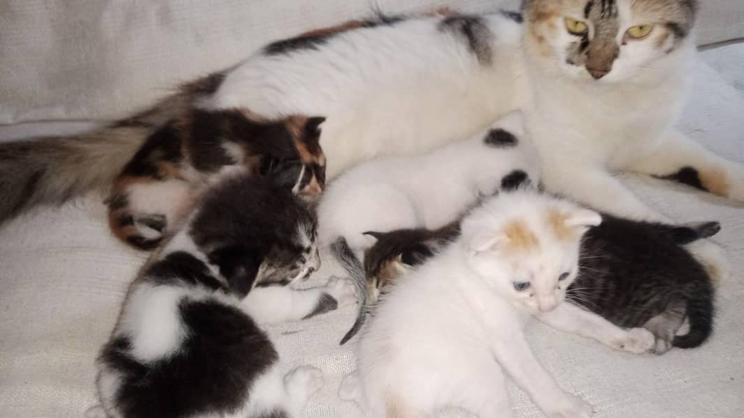5 Kittens 1