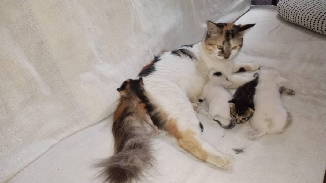5 Kittens 2