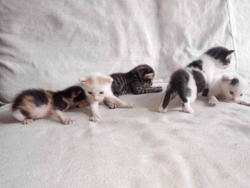 5 Kittens 3