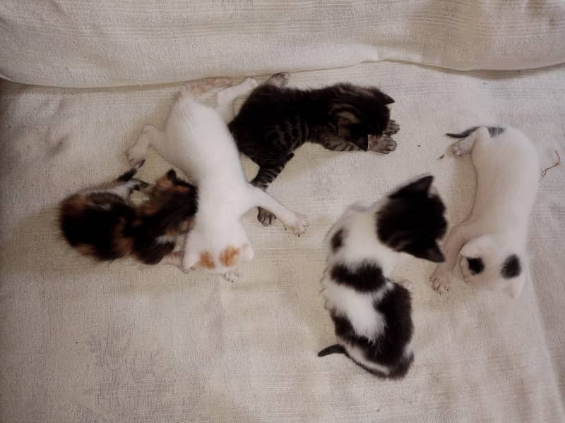 5 Kittens 4