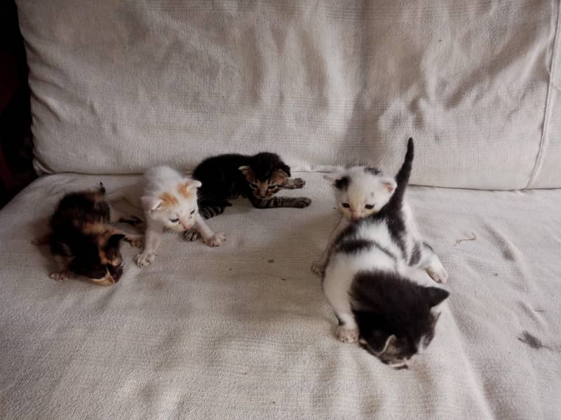 5 Kittens 5