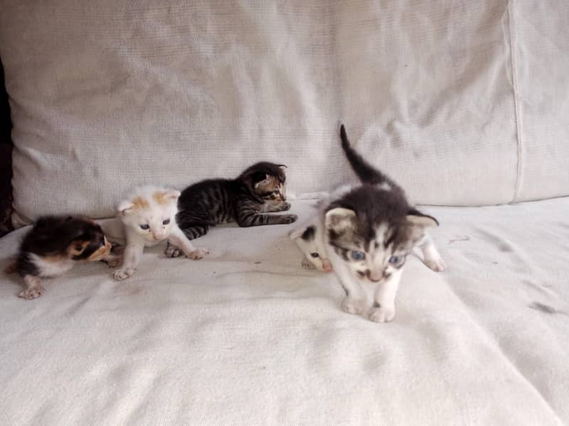 5 Kittens 6