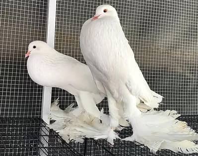 Pouter Pigeon Pair for Sale کبوتر فور سیل
