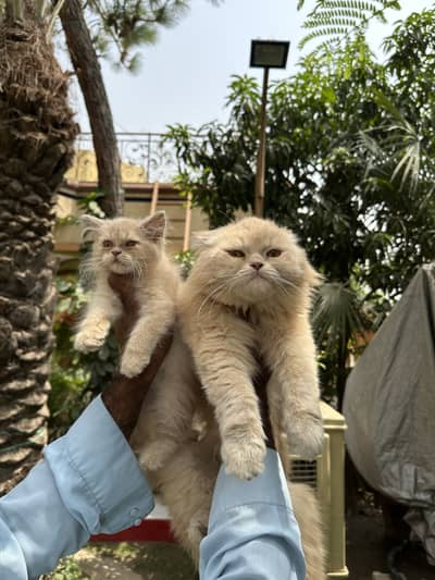 Persian Male Cat with Kitten