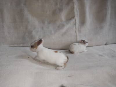 Full active babies