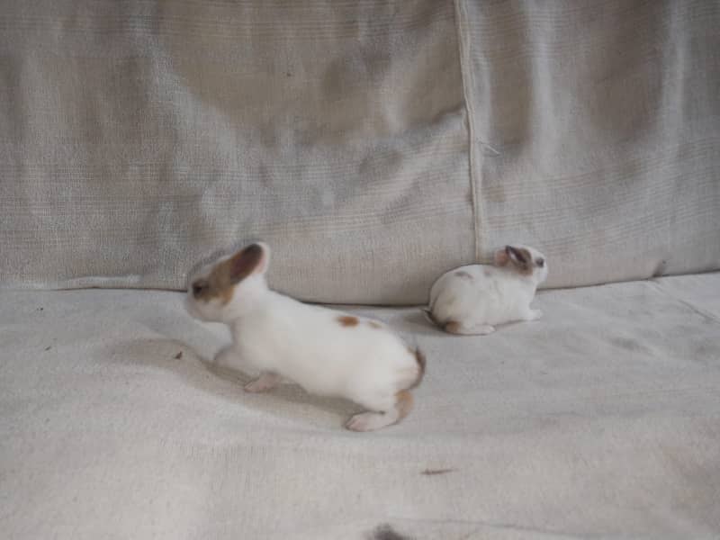 Full active babies 0
