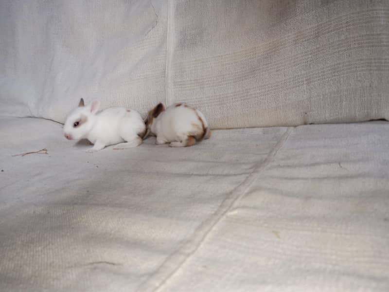 Full active babies 1