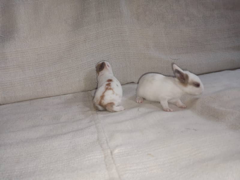 Full active babies 2