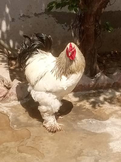 White brahma rooster