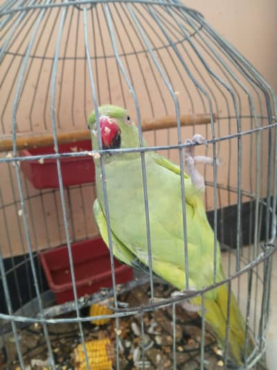 Rose ringed parakeet