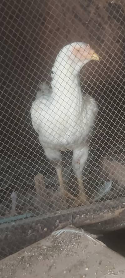White shamo female for sale