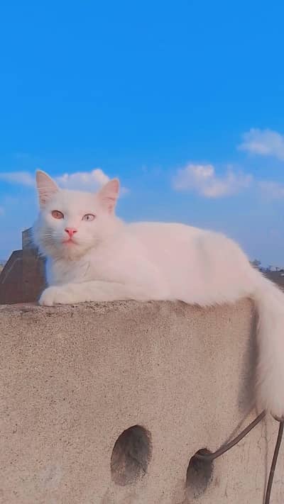 white persian cat